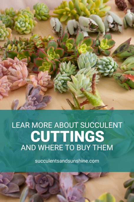 grow succulents from cuttings