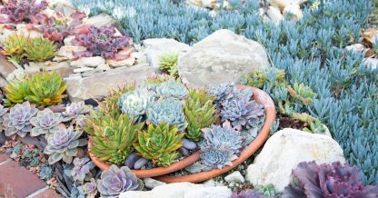 echeverias green blue purple chalksticks senecio