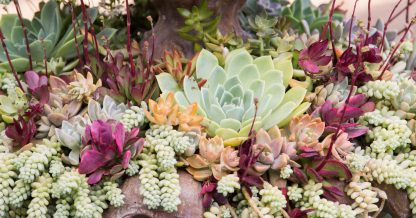 colorful succulents pink green orange red