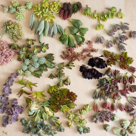 colorful assortment of high quality succulent cuttings