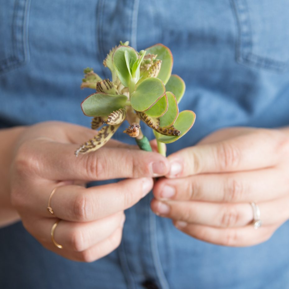 combining succulent cuttings with floral tape for boutonniere