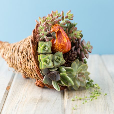 succulents fall decorations inside cornucopia