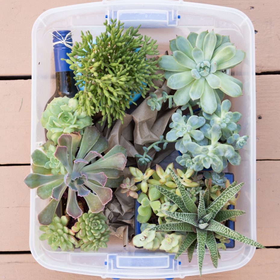 craft paper succulents tub