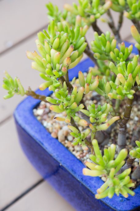 crassula blue pot moving succulents