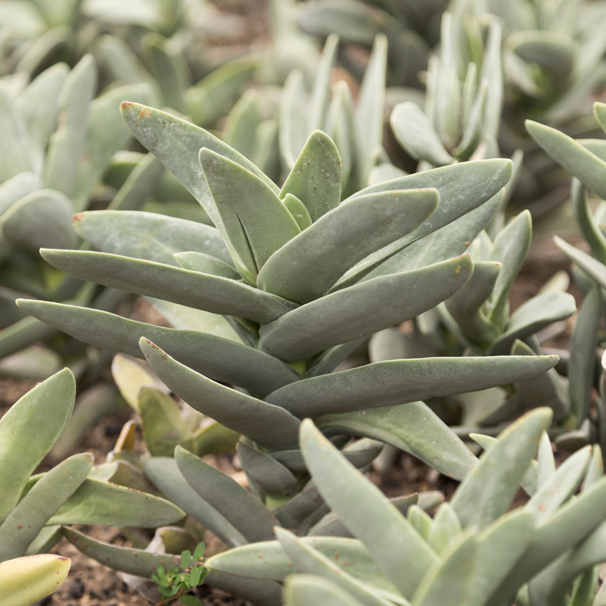 crassula falcata propeller plant succulent huntington gardens