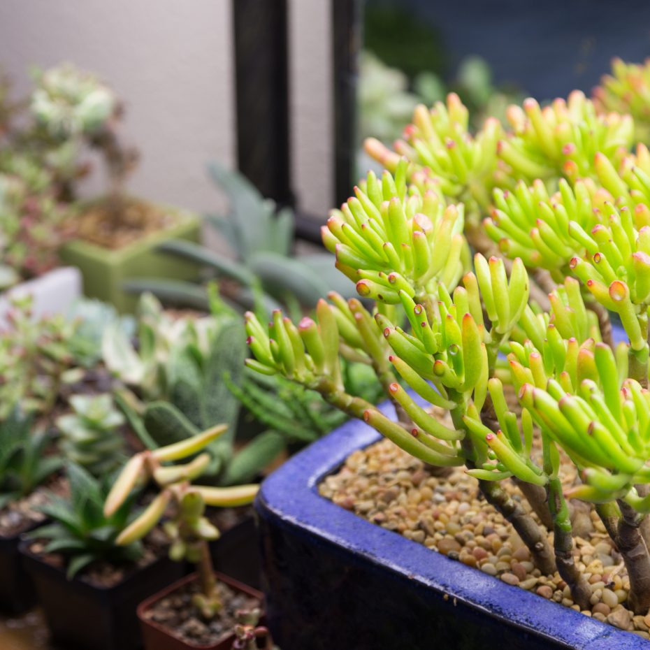 crassula ovata gollum grow lights