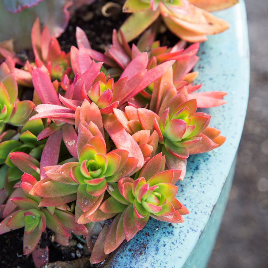 crassula planter photo tips