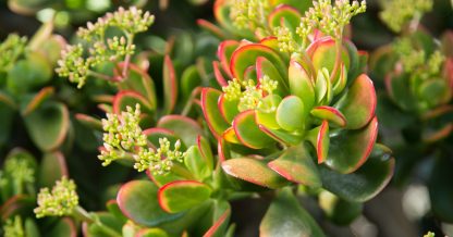 bright hummels sunset crassula blooming