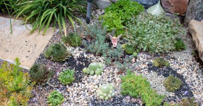 create a cold hardy succulent garden