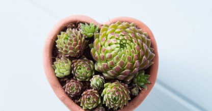 create a tiny garden with succulents