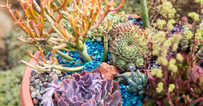 create an under the sea arrangement with succulents