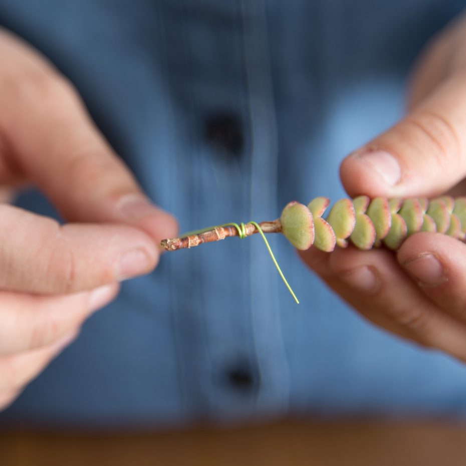 wrap wire on succulent to create longer stem for boutonniere