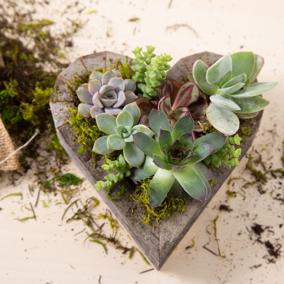 create succulent heart box planter moss mother's day gift diy redwood