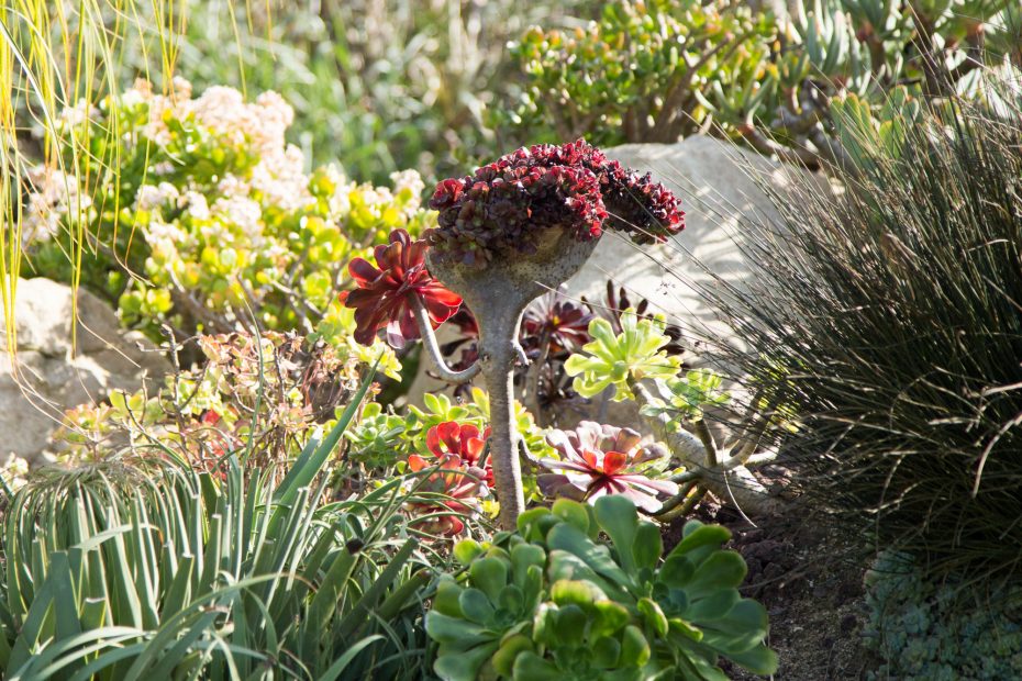 aeonium zwartkop crested santa barbara garden