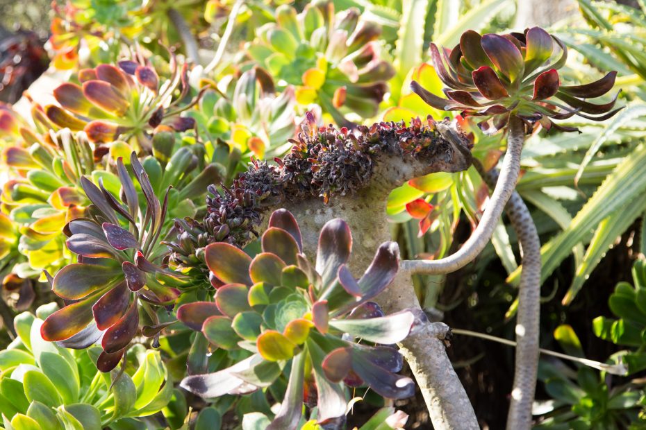 small leaves on crested aeonium zwartkop with several non-crested heads coming off it