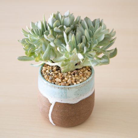 crested echeveria topsy turvy succulent blue glazed handmade stoneware pot