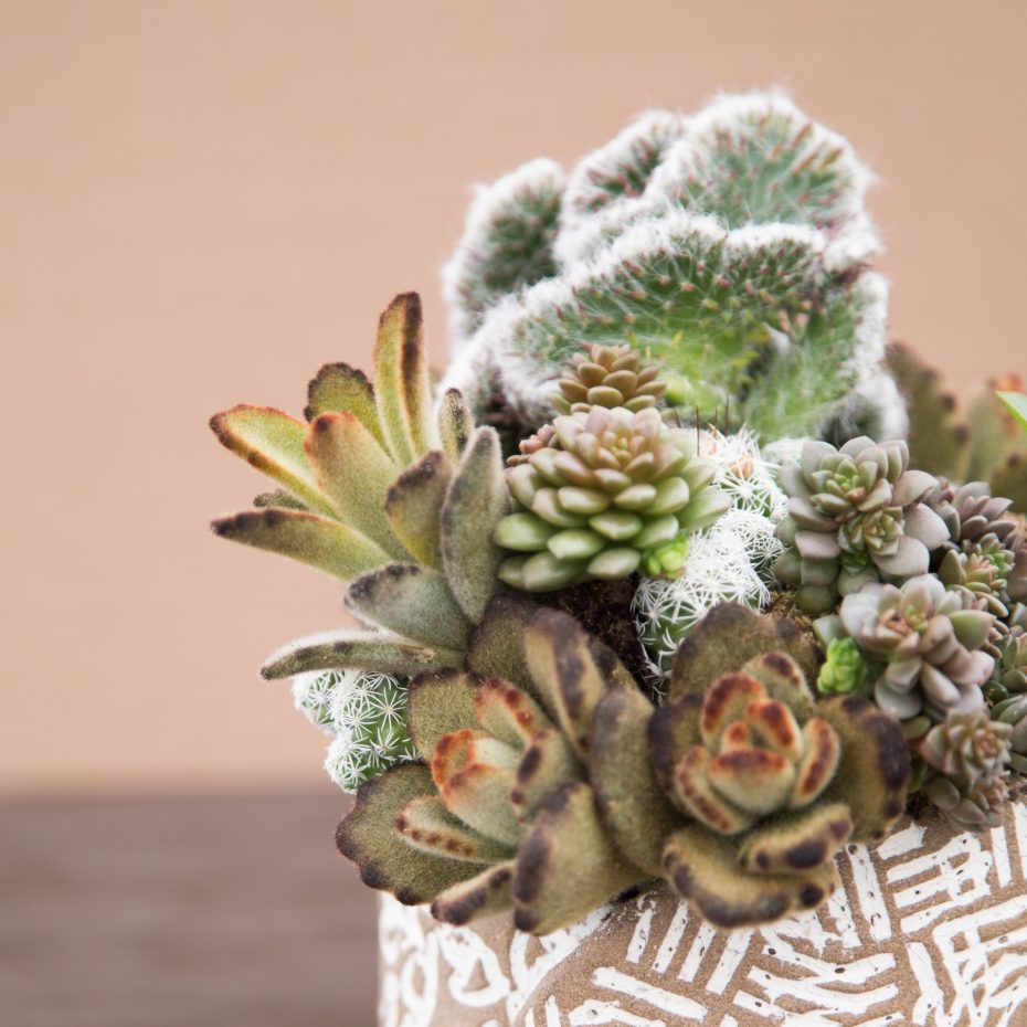 crested opuntia rollercoaster cactus in arrangement with kalanchoe bear paws cremnosedum