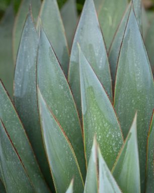 cropped-How-to-care-for-and-propagate-Agave-‘Blue-Glow-1.jpg