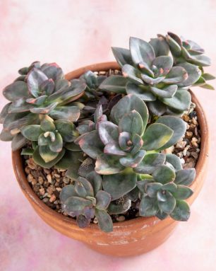 cropped-How-to-care-for-and-propagate-Echeveria-Chroma.jpg