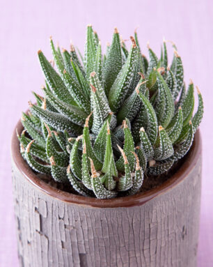 How to care for and propagate Haworthiopsis concolor