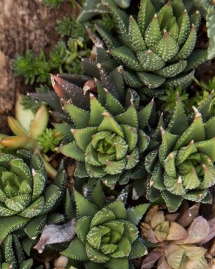 cropped-How-to-care-for-and-propagate-Haworthiopsis-‘Baccata.jpg