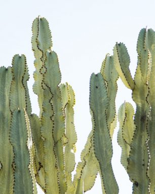 cropped-are-succulents-poisonous-euphorbia.jpg