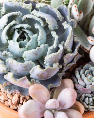 cropped-blue-echeveria-succulent-arrangement.jpg