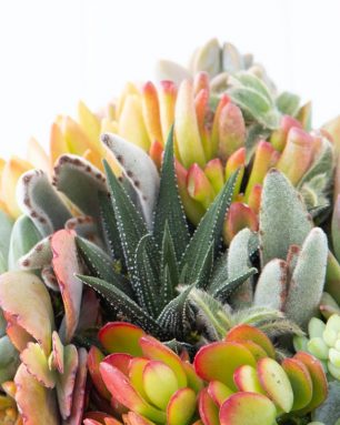 cropped-blue-succulent-planter-echeveria-crassula-haworthiopsis.jpg