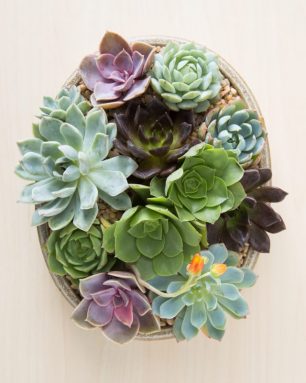 echeveria aeonium cuttings flower bouquet wedding potted arrangement