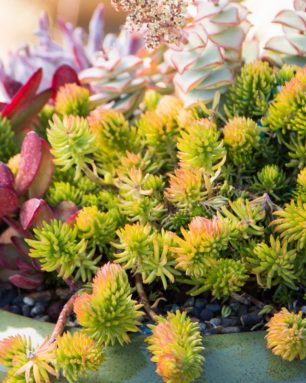 cropped-bright-colored-succulents.jpg