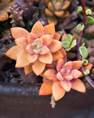 bright orange sedum