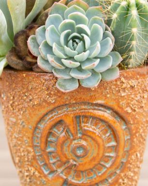 cropped-choosing-pottery-succulents-susan-aach.jpg