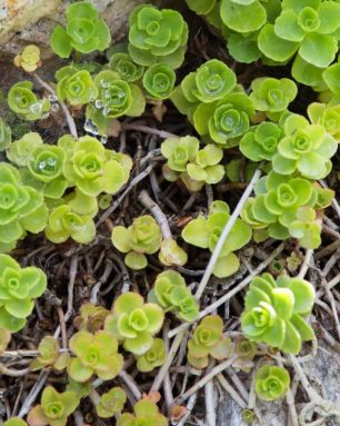 cropped-cold-hardy-sedums-growing-in-rock.jpg