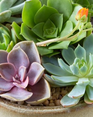 cropped-colorful-potted-succulents.jpg