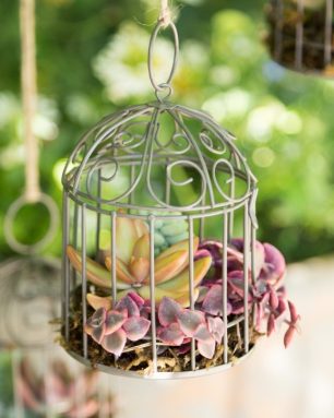 cropped-completed-succulent-arragnement-birdcage.jpg