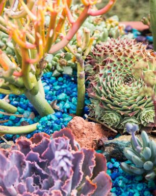 cropped-create-an-under-the-sea-arrangement-with-succulents.jpg