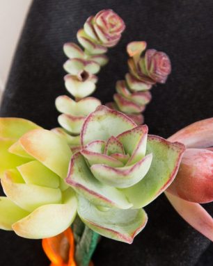 cropped-create-succulent-boutonniere-for-wedding-colorful.jpg