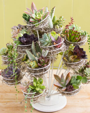 colorful succulent cuttings wire cupcake stand