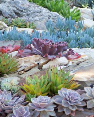 echeverias senecios aloes sherman gardens