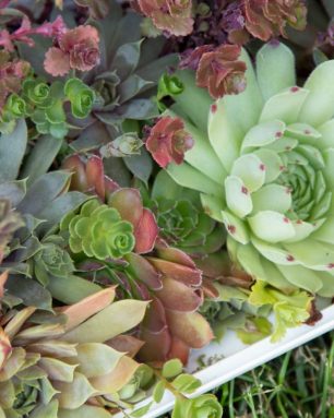 cropped-fertilized-cold-hardy-succulents.jpg