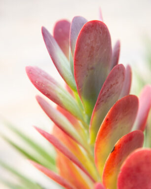 flapjacks kalanchoe