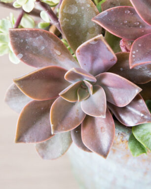 succulent arrangement design color scheme graptoveria fred ives portulacaria afra variegata