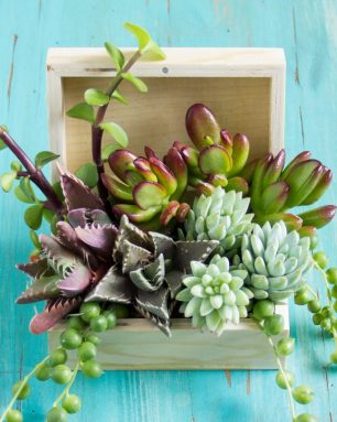 cropped-fun-projects-to-make-with-succulents.jpg