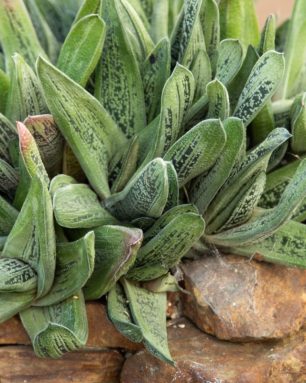 cropped-gasteria-varieties.jpg