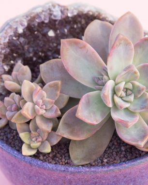 cropped-ghosty-succulent-purple-top-dressing.jpg