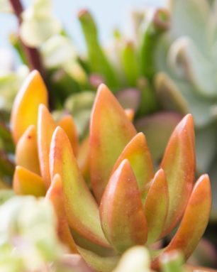 cropped-give-succulents.jpg