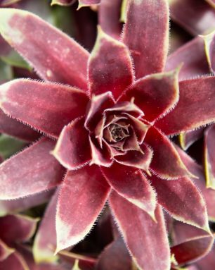 cropped-how-to-choose-succulent-that-grow-well-in-your-climate.jpg