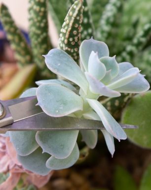 cropped-how-to-prune-succulents-to-maintain-shape-and-promote-growth.jpg