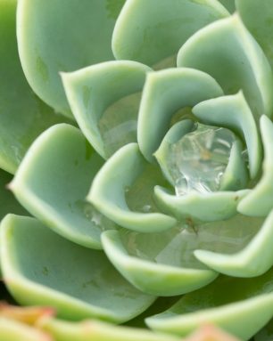 cropped-how-to-water-succulents-properly-so-they-thrive.jpg