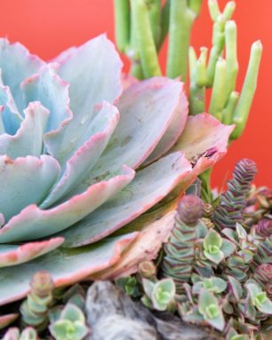 cropped-large-potted-echeveria.jpg